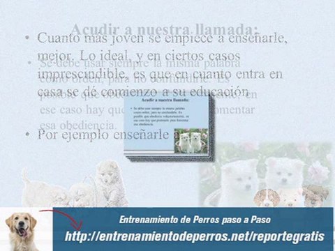 Adiestramiento de Cachorros : Adiestramiento de Perros