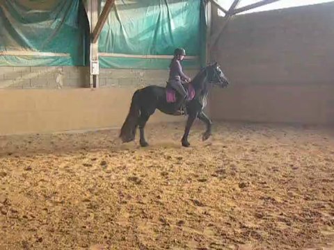 kiki jument frisonne a vendre 4ans
