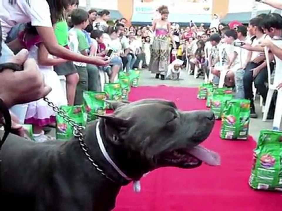 Surfende Hunde und freche Gorillas: Verrückte Tierwelt 2011
