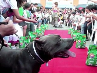 Surfende Hunde und freche Gorillas: Verrückte Tierwelt 2011