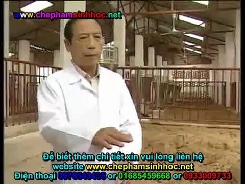 Đệm lót sinh thái - đệm lót lên men - đệm lót sinh học balasa trong chăn nuôi heo