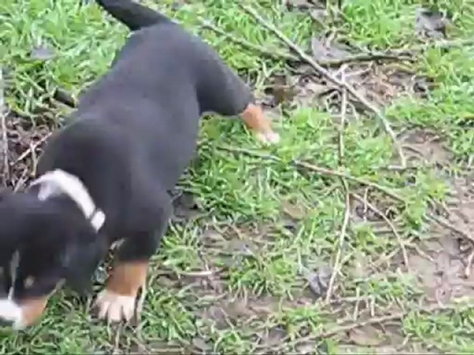 Portée novembre 2011 Ellana x Full Moon - Bébés à 6 semaines