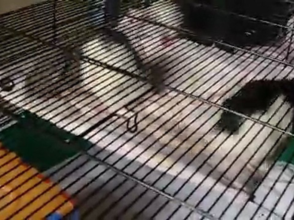 Retour dans la petite cage