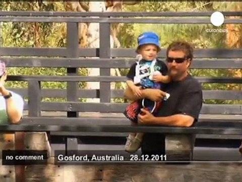 Giant saltwater crocodile charges park workers - no comment