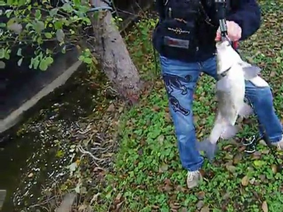 New Record chub 26/11/2011