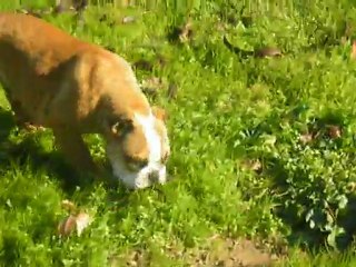 bulldog anglais Gedeon du square du ptit quinquin et Guiness du terroir de fontfroide!