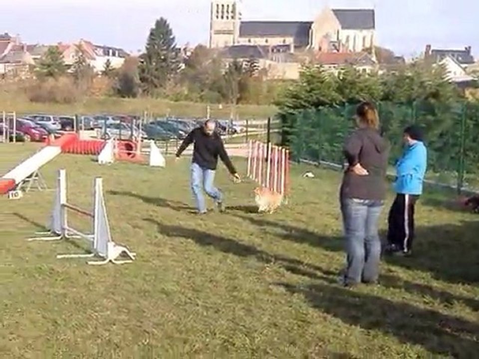 Entrainement Dsamy Agility Nov 11