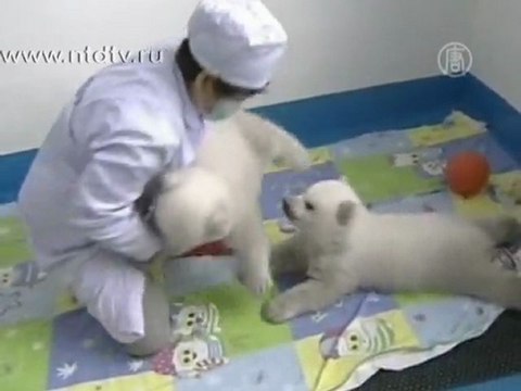 Белые медвежата-близнецы осваивают первые шаги