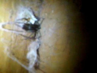 Brown Recluse Spider by eggsac