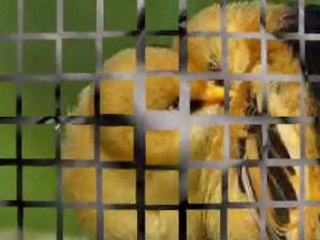 UNUTTUM ANNE.......DURAK YİĞİT..VİDEOSU