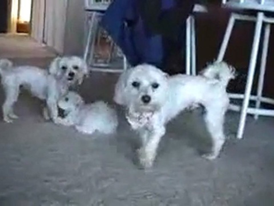 CUTE PUPPIES - 8 Weeks Old- Puppies vs