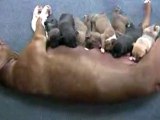 Mia s 2 Week Old Pit Bull Puppies in HD