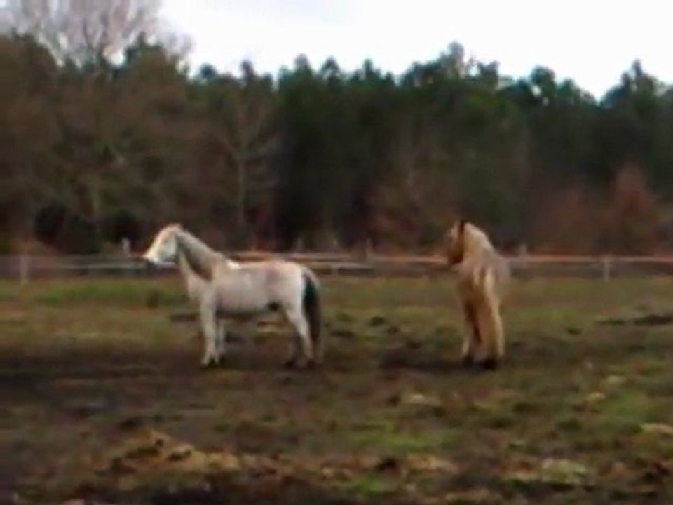 Orient et son nouveau pôte