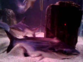 challenger köpek balıklarım