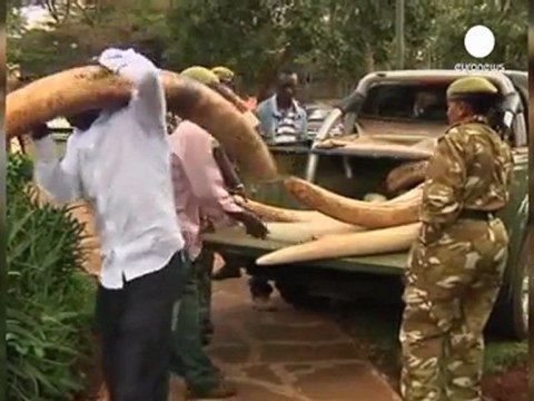 Saisies record d'ivoire : les éléphants en danger
