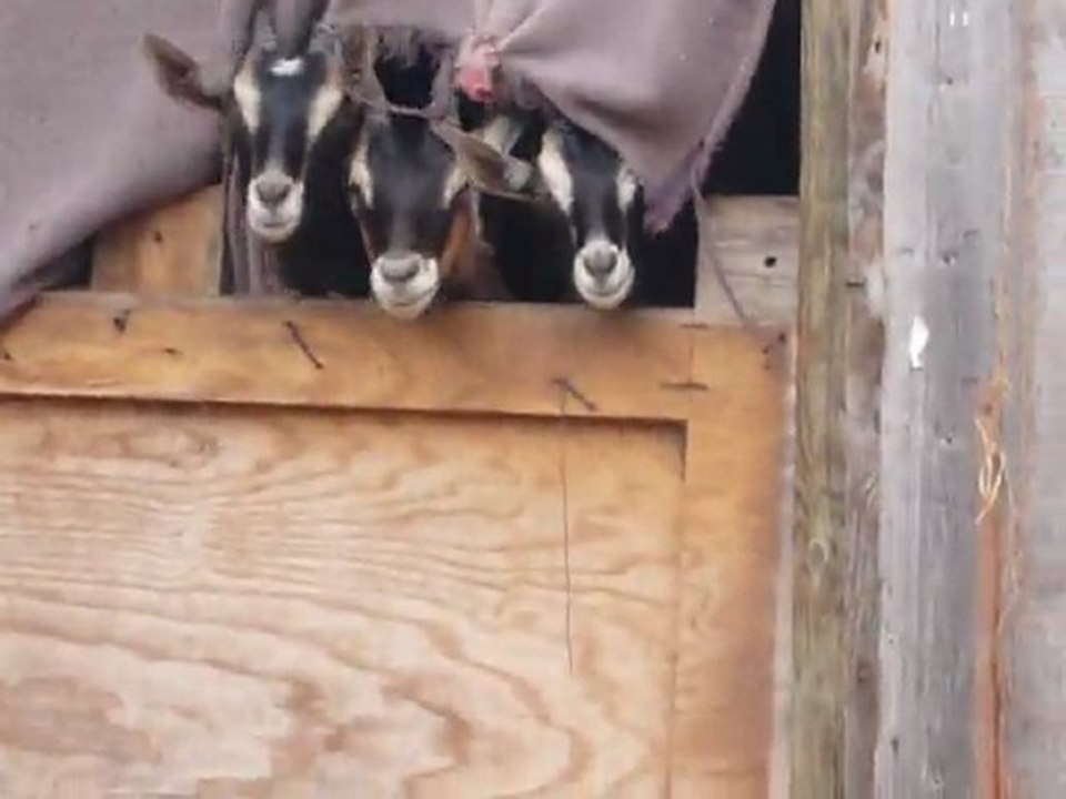 trois biquettes au balcon