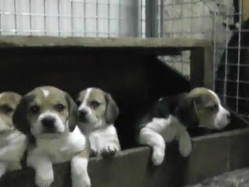 Chiots de Breska & Ulysse