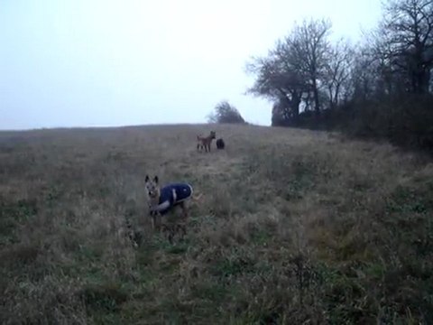 petits chiens lions et malinoises !