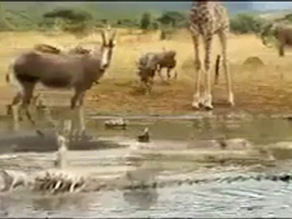 Hayvanlar aleminde bir pazar günü / One sunday in animal world