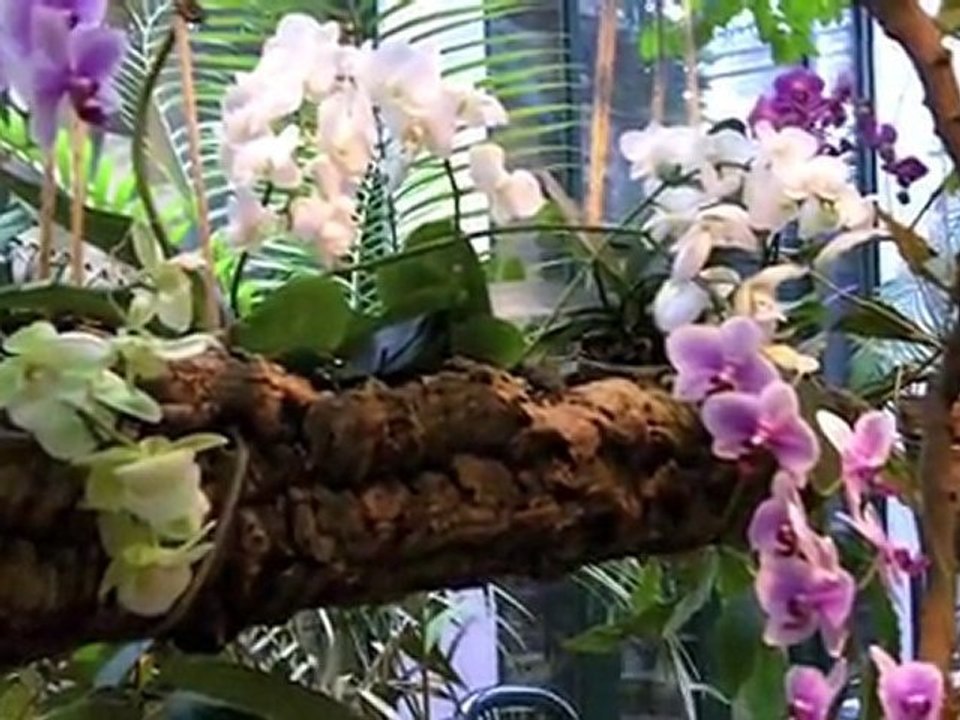 expo des orchidees