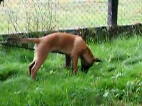 INITIATION PISTAGE R.C.I. SUR CHIOT MALINOIS DE 3 MOIS