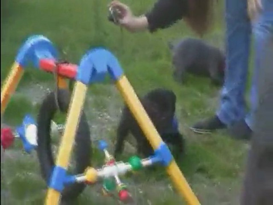 chiots Cane corso du domaine de nos amours extase et silver