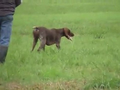 BRAQUE ALLEMAND ( DEUTSCH KURZHAAR) en dressage