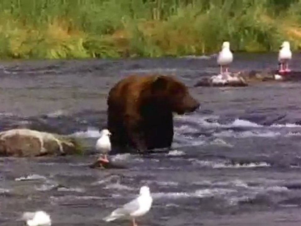 Bear