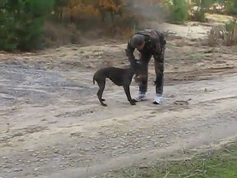 Braque allemand VICA au rapport et sagesse à l'envol