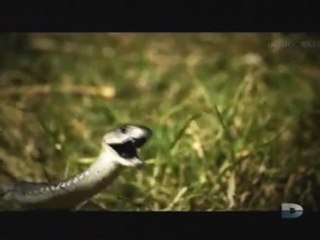 Agressions animales, Épisode [8] - 3 de 3