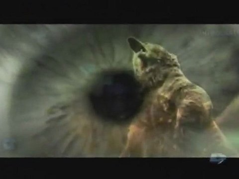 Agressions animales, Épisode [8] - 1 de 3