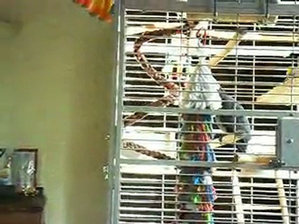 c'est bon ça hein oui c'est bon ,que tes sot, oui oui oui ,ho tes petit gentil toi ,va dans ta cage, tes fâché