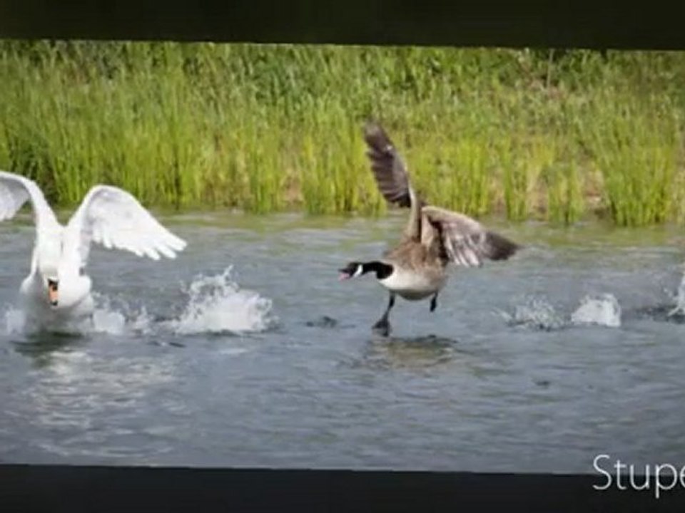 UN COUPLE DE BERNACHES DU CANADA DEFEND SES 4 PETITS 2009