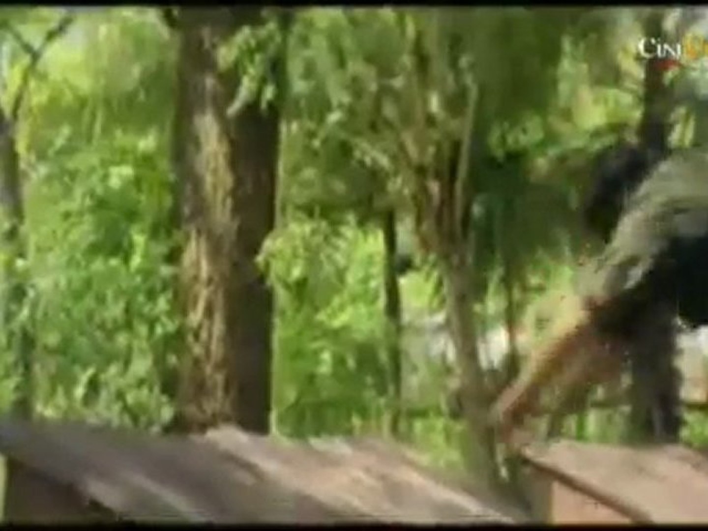 Action Plus Comedy Scene From Kala Samrajya