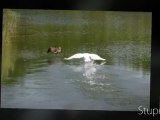 UN CYGNE TUBERCULE DEFEND SA NICHEE FACE A COUPLE DE BERNACHES DU CANADA ET SES 4 PETITS