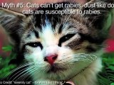 Top 10 Myths About Cats