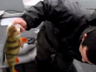 Enorme perche de 50cm par Sylvio du F.U.K !!!!