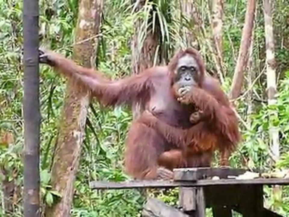 Les Orangs outans de Tanjung Puting