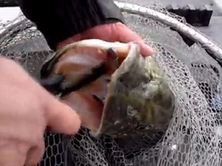 105cm de brochet à Miribel un 30 Décembre 2011 sous la pluie par Sylvio du F.U.K