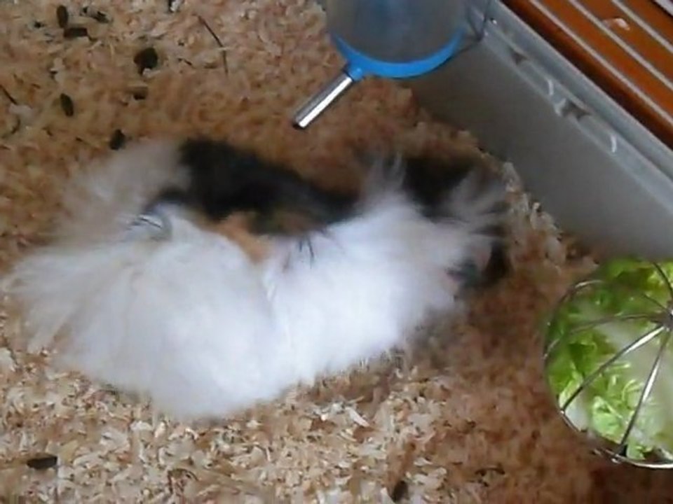 LILY ET BIJOUX Cochons d'inde