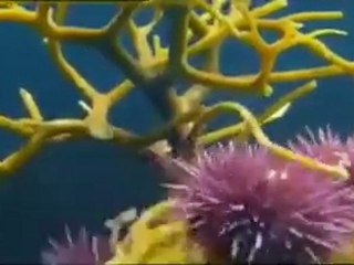 Sığ Denizler Bölüm 3: Derinliklerin Sırlarını Keşfedin 🌊