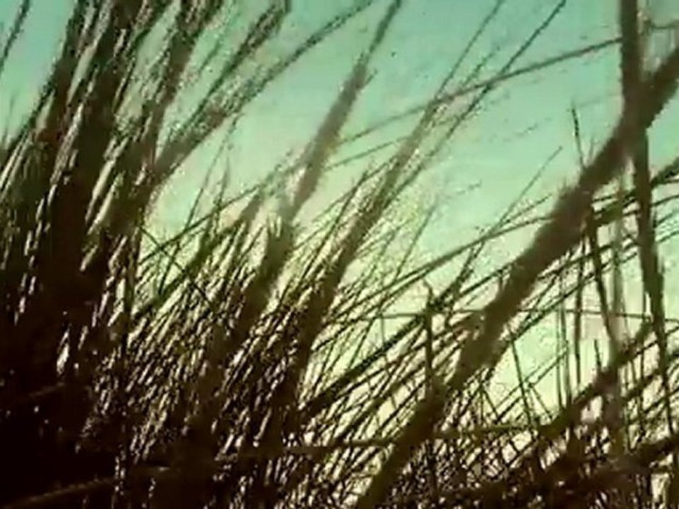 Noir Désir  Le Vent Nous Portera