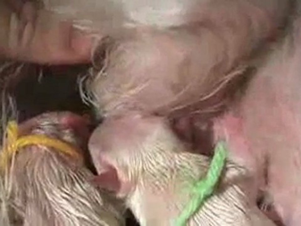 DOG BIRTH part 2