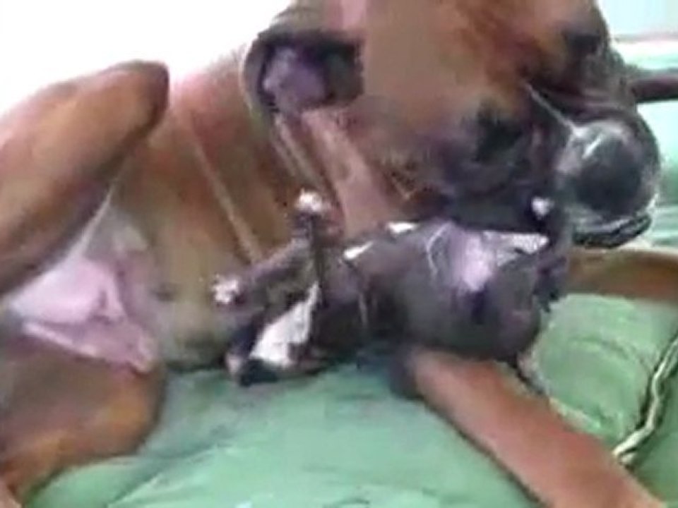 Amazing Puppy Birth Part 1