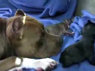 Mia s 2nd Pit Bull Puppy Birth in HD