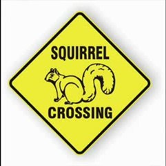 I Kicked a Squirrel Parody