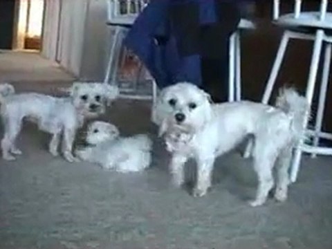 CUTE PUPPIES - 8 Weeks Old- Puppies vs Cat