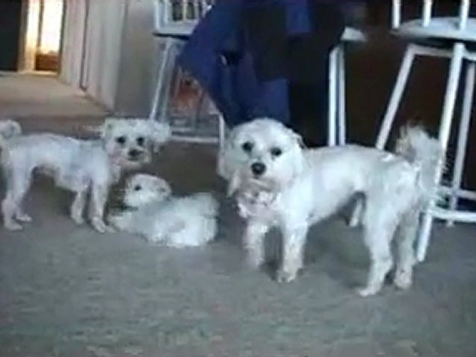 CUTE PUPPIES - 8 Weeks Old- Puppies vs Cat