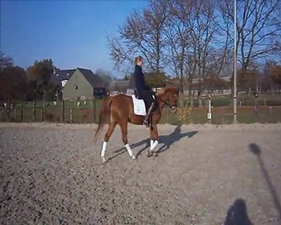 7 jarige merrie v. Bodo - stap