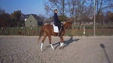 7 jarige merrie v. Bodo - stap